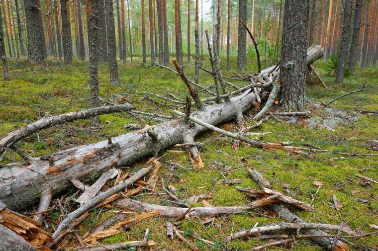 ПАМЯТКА для граждан, осуществляющих заготовку и сбор валежника для собственных нужд. ПАМЯТКА для граждан, осуществляющих заготовку и сбор валежника для собственных нужд.